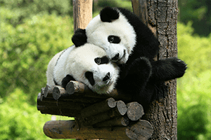 Chengdu Panda, Leshan & Food Street Tour