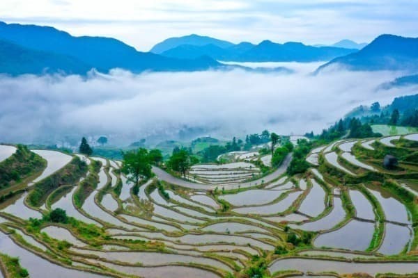 8-Day Spring Tour of Huangshan Mountain, Wuyuan, Suzhou & Shanghai