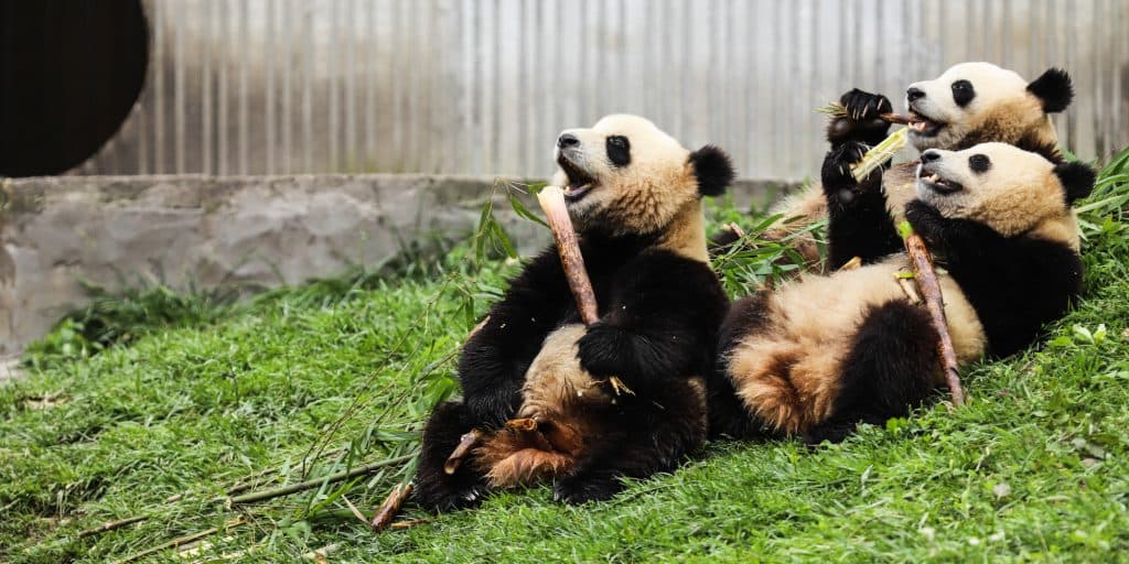 Chengdu
