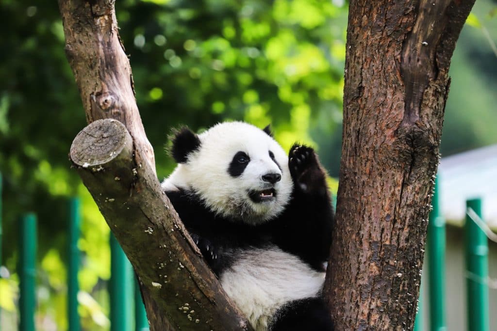 Guía de viaje de Chengdu