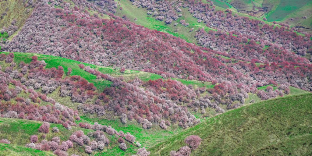 Apricot flowers in full bloom in Ili Xinjiang